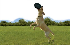 Kong Extreme Flyer -Dierenbenodigdheden Kortings Winkel 0035585123189 1