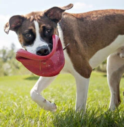 Kong Classic Flyer -Dierenbenodigdheden Kortings Winkel 0035585129082 met hond 3