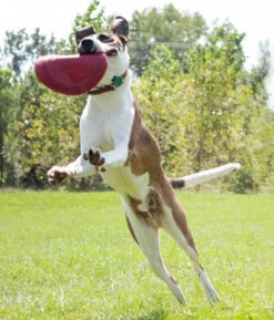 Kong Classic Flyer -Dierenbenodigdheden Kortings Winkel 0035585129082 met hond 4