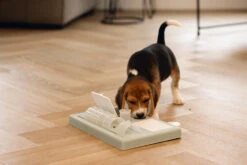 Beeztees Puppy Trainingsspel Riff Groen -Dierenbenodigdheden Kortings Winkel 0619900 sfeer3